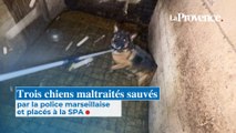 Trois chiens maltraités sauvés par la police marseillaise  et placés à la SPA