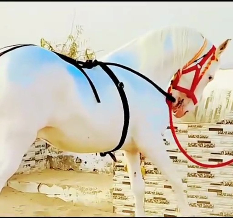 Beautiful white horse riding.