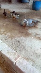 video little baby duck #baby #duck#ducking#