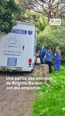 Brigitte Bardot, ses animaux dans la tourmente