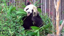 China: primeira-dama de França visita centro de investigação sobre reprodução de pandas