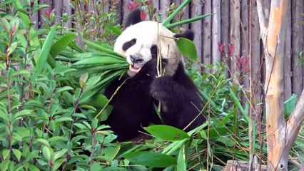 China: primeira-dama de França visita centro de investigação sobre reprodução de pandas