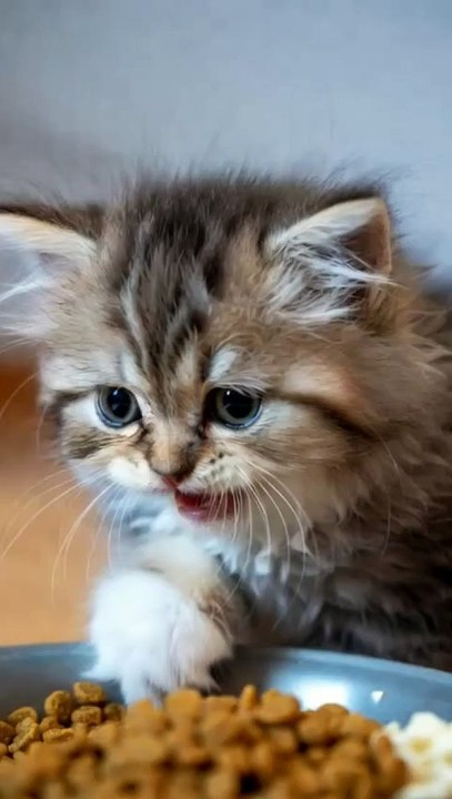 eating time #funny #cat