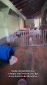 Brasil: Jovem arrenda casa para abrigar animais. Já resgatou mais de 200
