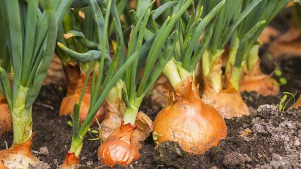 10 Bad Signs That Mean Your Onions Are Dying