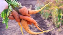 10 Gardening Mistakes To Avoid When Growing Carrots