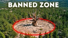 The Oldest Tree on Earth Is Kept Hidden in the U.S. But Why