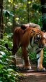 A tiger is carrying a human child on its back🤯
