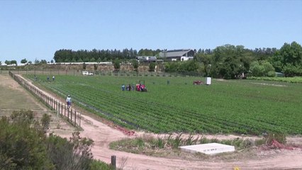 Agrivoltaics gains strong momentum in South Africa