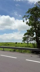 BALADE au coeur des champs de thé