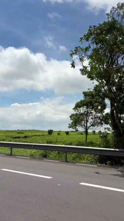 BALADE au coeur des champs de thé