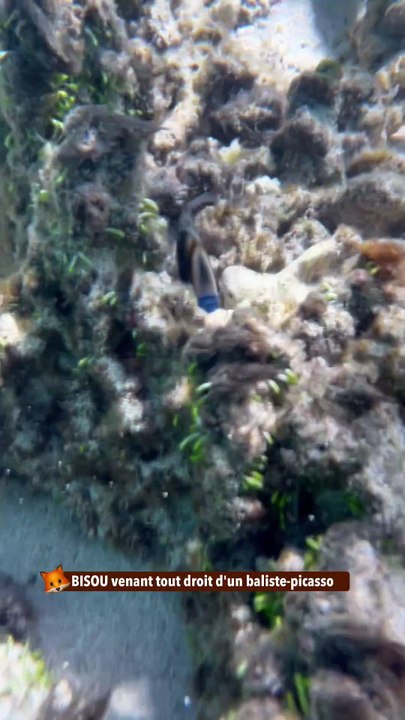 BISOU venant tout droit d'un baliste-picasso