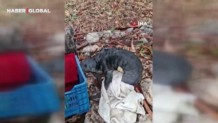 Yolunu kaybedip kıyıya vuran yavru foka balıkçı şefkati: "Seni iyileştireceğiz evlat"