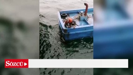 Çanakkale'de denize düşen köpek balıkçılar tarafından kurtarıldı