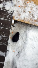 Can't beat frosty carrot chunks under the porch! | #SparklegleamFarm #Bunny #homestead #rabbit #farmanimals #cute