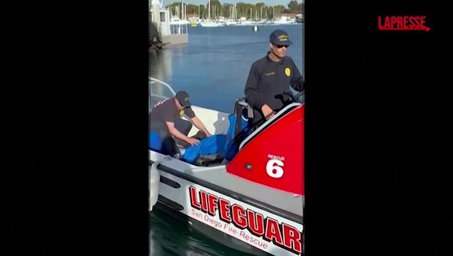 San Diego: cane trascinato al largo dalla risacca, i bagnini lo salvano