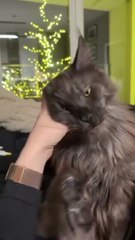This Fluffy Cat Gives Better Relaxation Than a Spa 😻✨#cat #cats #funny #funnycats #funniestcats #funnyanimals #goodnight #Friday #fridaynight #weekend #cutecats #viralcats #viralvideo #trending #fyp