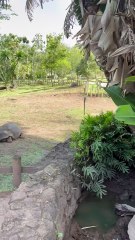 LE PARC A TORTUES de la terre des 7 couleurs