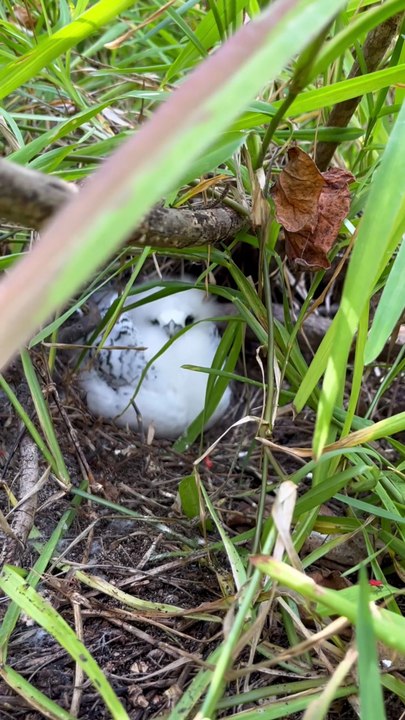 LES PLAGES PARADISIAQUES face à l'île ronde