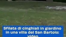Sfilata di cinghiali in giardino in una villa del San Bartolo: video