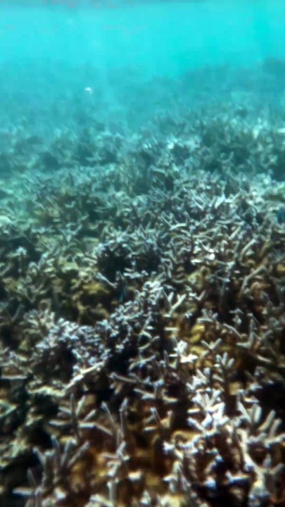 LES PLUS BEAUX coraux de Maurice