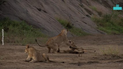 Lion Playfights and Water Reflections While Having a Drink Break