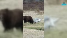 8 Mile Wolf Pack Battles Giant Grizzly for Bison Kill