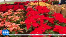 En los Viveros de Xochimilco encontrarás gran variedad de Nochebuenas