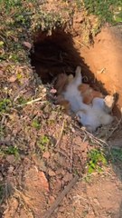 Cute Baby Rabbits Drinking Milk 🐇❤️ | Real Village Life