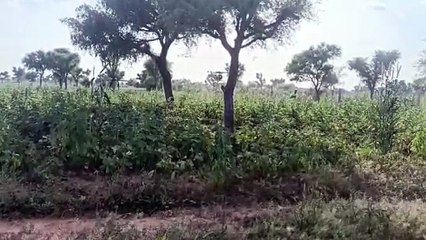 कृषि में चिंता की घंटी:  केमिकल के बढ़ते उपयोग से मिट्टी की सेहत बिगड़ी, मृदा कार्ड में उजागर गंभीर तत्वों की कमी