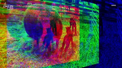 New UK-Bred Sheep Looks Just Like a Badger