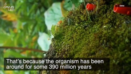 This Ancient Species Predates Dinosaurs — But May Not Survive Climate Change