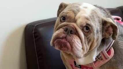 Freshfields Animal Rescue launches Christmas appeal