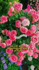 how to grow roses from stem cuttings in water!