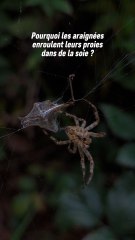 Il y a quelques raisons qui explique cela !- Tout simplement immobiliser la proie- Se protéger des défenses de la proie- Arrêter les vibrations de la toile- Garder le repas pour plus tard- Manger plus facilementMaintenant vous savez ! 😊