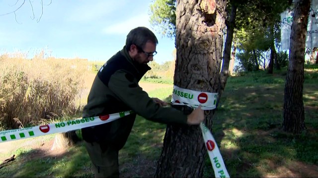 El Gobierno investiga si el brote de peste porcina se ha generado en un laboratorio