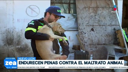 Nuevo león endurece las penas contra el maltrato animal