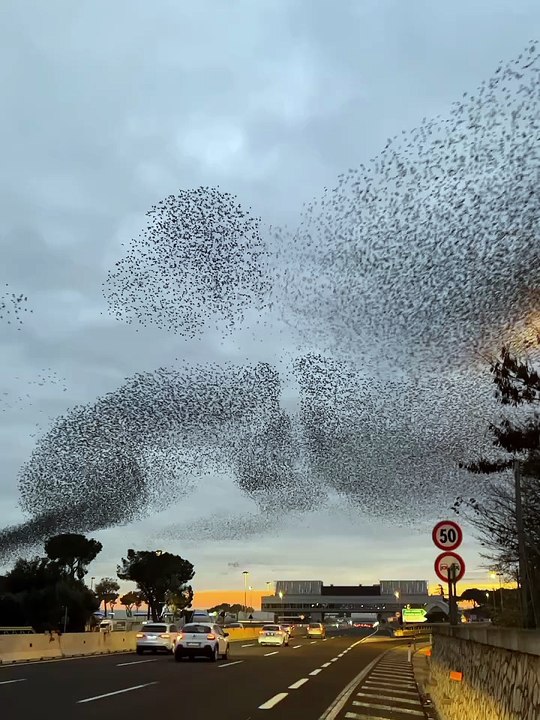 Les murmures des étourneaux sont un phénomène naturel extraordinaire et hypnotique. Des nuées de milliers et milliers d’oiseaux qui semblent penser comme un seul être et exécutent une chorégraphie parfaite et synchronisée dans le ciel.