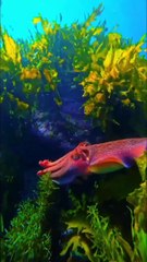 #funny video #shortvideo #viralvideo #funnyadda#