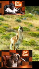 Chimp and lion podcast