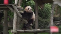 중국, 마크롱 귀국길에 2027년 판다 대여 계획 발표 / YTN
