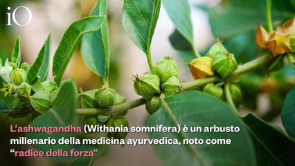 Ashwagandha, la radice millenaria che sta conquistano i nuovi rituali di bellezza