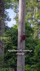 Burası Güneydoğu Asya'da Bornea Adası