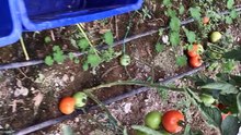 Green tomato fruit harvest