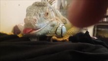 Iguana Adorably Engages as Man Interacts With His Tongue