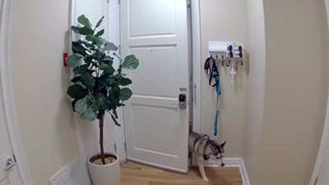 Dogs Swap Places During Quiet Moment