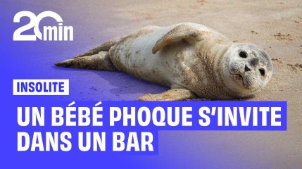 Quand un bébé phoque perdu s’invite dans un bar en Nouvelle-Zélande