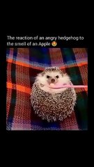 Hedgehog #youtubeshorts #nflzombiee #shortsbeta #trending #trendingshorts