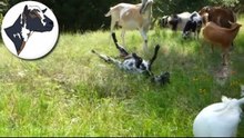 Dwarf Goat Adorably Rolls and Tumbles in Grass