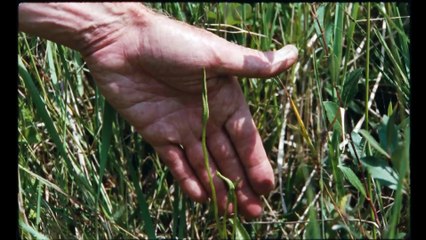 Sept promenades avec Mark Brown | movie | 2025 | Official Trailer